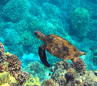Cruceros por las Islas Galápagos, tortuga marina. SoloCruceros.com