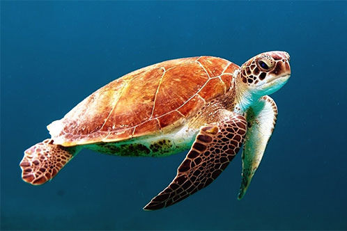 Sostenibilidad y Medio Ambiente, Carnival. SoloCruceros.com