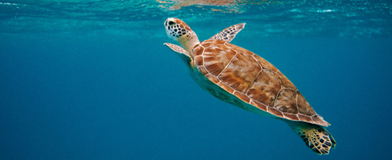 Comprometida con el medio ambiente, CroisiEurope. SoloCruceros.co Comprometida con el medio ambiente, CroisiEurope. SoloCruceros.co