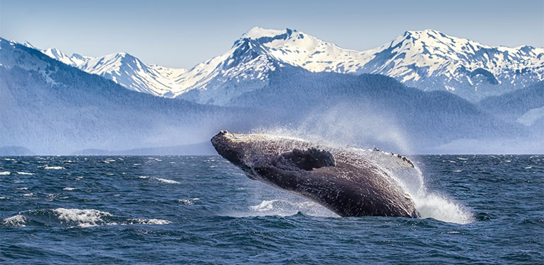 Cruceros por Alaska, disfruta de una naturaleza única. SoloCruceros.com