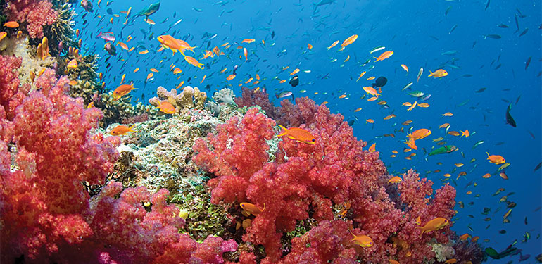 Cruceros por Oceanía y Australia, corales. SoloCruceros.com Cruceros por Oceanía y Australia, corales. SoloCruceros.com