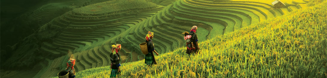 Arrozales de Bali, cruceros por Oriente y Asia. SoloCruceros.com Arrozales de Bali, cruceros por Oriente y Asia. SoloCruceros.com