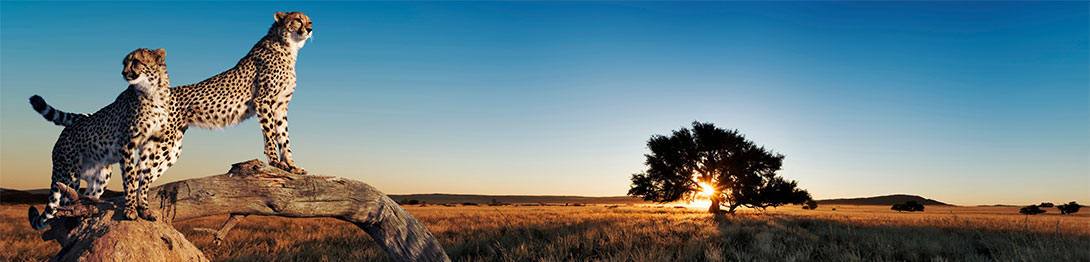 Leopardos, África . SoloCruceros.co