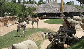 Valencia con niños, Bioparc. SoloCruceros.com Valencia con niños, Bioparc. SoloCruceros.com