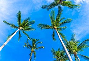 Ofertas de cruceros por el Caribe. SoloCruceros.co